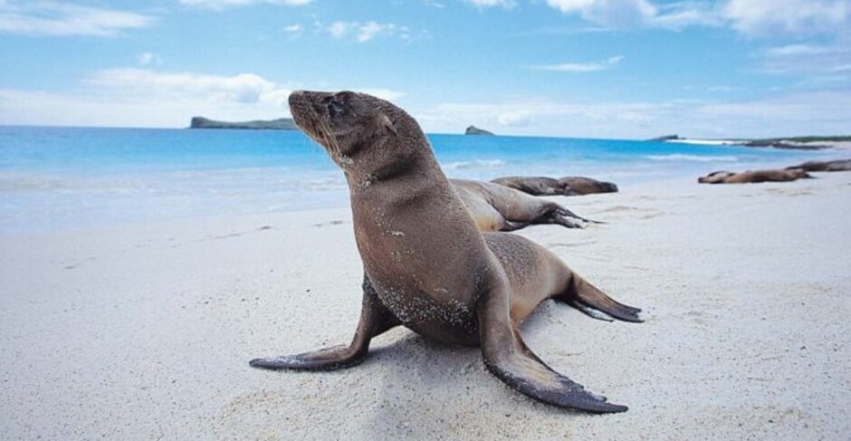 Travel Experience: Diving in the Galapagos Islands