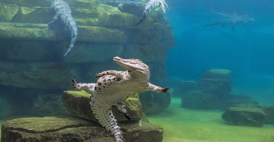 Dubai's latest tourist attraction is a crocodile park