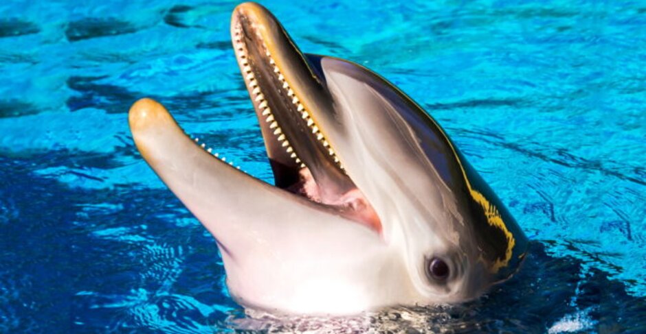 Thomas Cook removes captive dolphin, orca and whale attractions